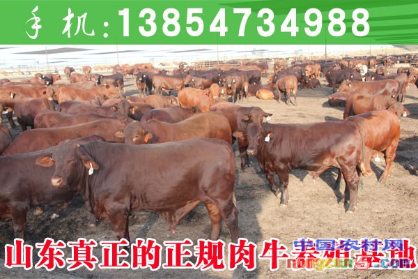黃牛養(yǎng)殖場(chǎng)數(shù)量