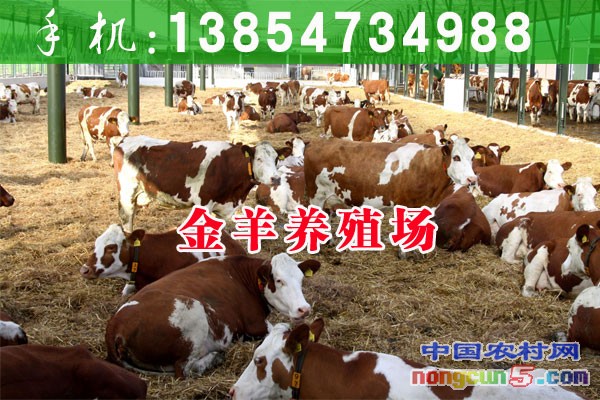 大型黃牛養(yǎng)殖場(chǎng)