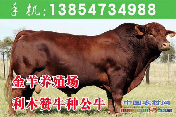 去哪買牛比較好