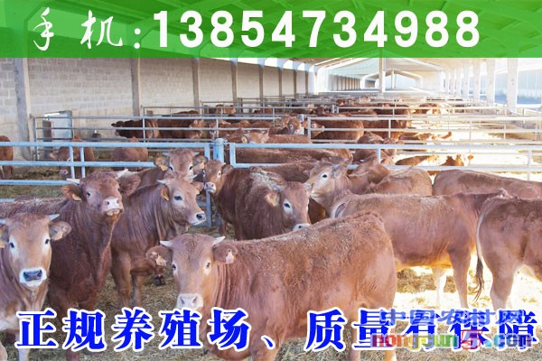 去哪買牛比較好