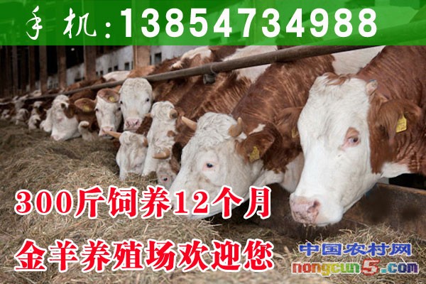 去哪買牛比較好