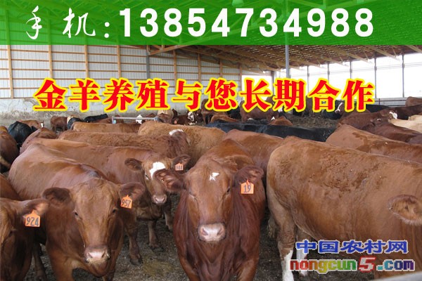 黃牛多少錢一頭