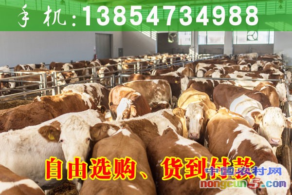 黃牛多少錢一頭