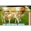 養(yǎng)殖肉牛的前景