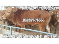 肉牛養(yǎng)殖補(bǔ)助