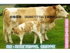 養(yǎng)牛的牧草種子