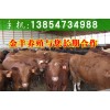 山東黃牛牛犢、肉牛犢價(jià)格