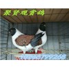 元寶鴿種鴿養(yǎng)殖場 公斤鴿價格 柳州哪里有觀賞鴿養(yǎng)殖場
