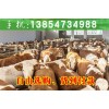 河南省改良肉牛多少錢一頭