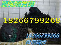 QQ圖片20150102183100_副本