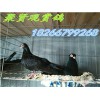 鼓手鴿子種鴿價(jià)格 湖南觀賞鴿價(jià)格 大體型元寶鴿多少錢一對