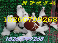 0_shandongxiwuche_1590_20151116160254 - 副本