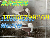 198280763081278603_副本