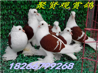 0_shandongxiwuche_1590_20151116160254 - 副本
