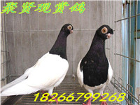 125-140F4111140-51 - 副本