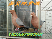838718473902085971 - 副本