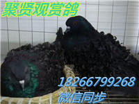 QQ圖片20150102183100_副本