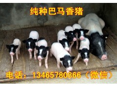巴馬香豬種豬價格、香豬多少錢一頭