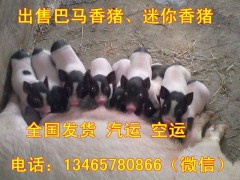 北京哪里賣巴馬香豬、北京巴馬香豬價格