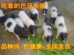 天津巴馬香豬多少錢一只、天津什么地方賣巴馬香豬