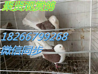 198280763081278603_副本
