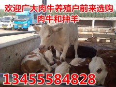 去哪里買育肥肉牛犢