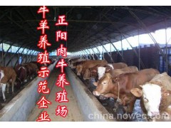 純種西門塔爾肉牛犢價格