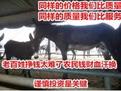 新疆肉驢苗多少錢一頭