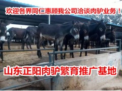 山東德州驢苗價格~