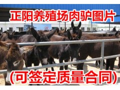 湖南適合養(yǎng)驢嗎~