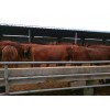 肉牛的價格2018年肉牛犢價格