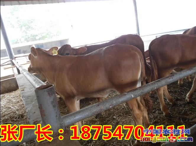 068f81e17c58268c_副本