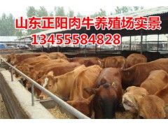 湖南有沒有肉牛買