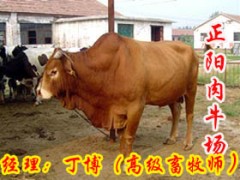湖南肉牛價格，湖南肉牛多少錢一頭