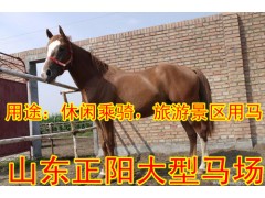 一匹训好的骑乘马价格，半血马价格