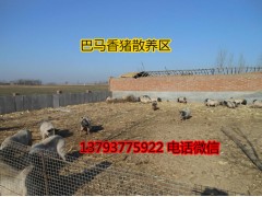 巴馬香豬養(yǎng)殖場