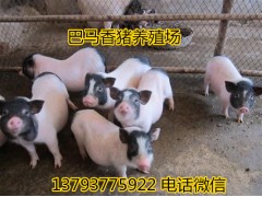 藏香豬養(yǎng)殖場