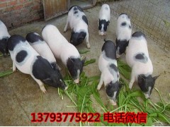 黑豬養(yǎng)殖場(chǎng)