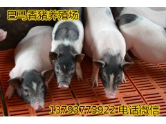 巴馬香豬好養(yǎng)嗎