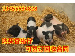 巴馬香豬價(jià)格多少錢 香豬種豬價(jià)格