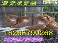 毛領(lǐng)