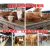 今年養(yǎng)殖肉牛效益怎么樣 貴州肉牛市場價(jià)格