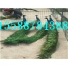 孔雀的市場(chǎng)價(jià)格 孔雀的銷路哪里有養(yǎng)孔雀的