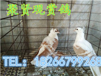 441492482301321097_副本