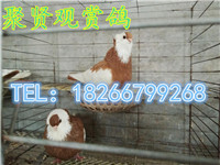 314631180733695931_副本