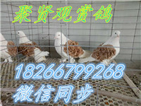 236929896157274906_副本
