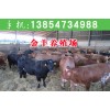 牛犢多少錢斤
