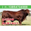 400斤牛犢價格