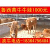 山東黃牛和肉牛價格科學養(yǎng)牛