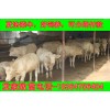 江西魯西黃牛毛牛價格價格多少
